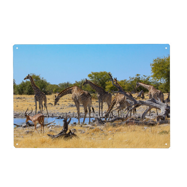 Holzbild "Giraffen am Wasserloch" artboxONE - Tiere,Reise / Afrika