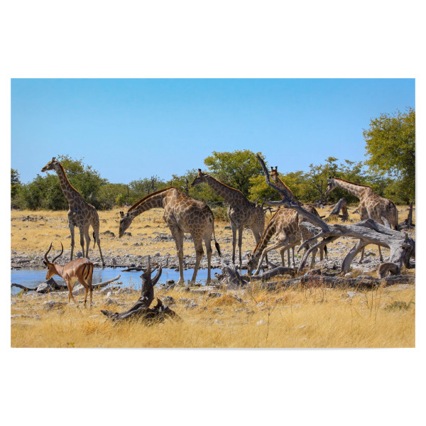Poster "Giraffen am Wasserloch" artboxONE - Tiere,Reise / Afrika