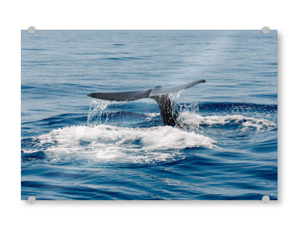 Acrylglasbild "Walflosse im Mittelmeer" artboxONE - Natur,Tiere,Buchstaben / F,Buchstaben / M,Buchstaben / W