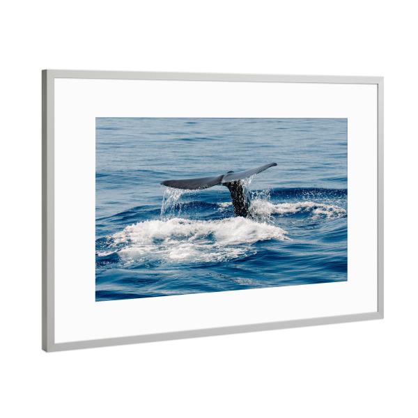 Poster mit Rahmen Silber "Walflosse im Mittelmeer" artboxONE - Natur,Tiere,Buchstaben / F,Buchstaben / M,Buchstaben / W