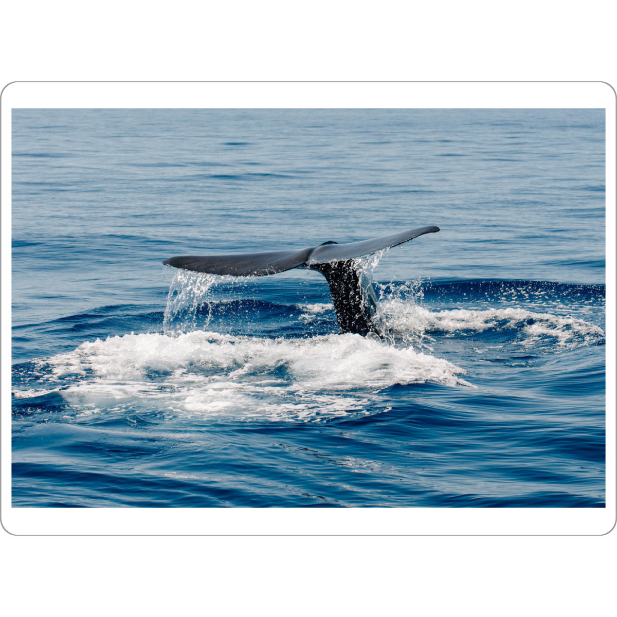 Tischset "Walflosse im Mittelmeer" artboxONE - Natur,Tiere,Buchstaben / F,Buchstaben / M,Buchstaben / W