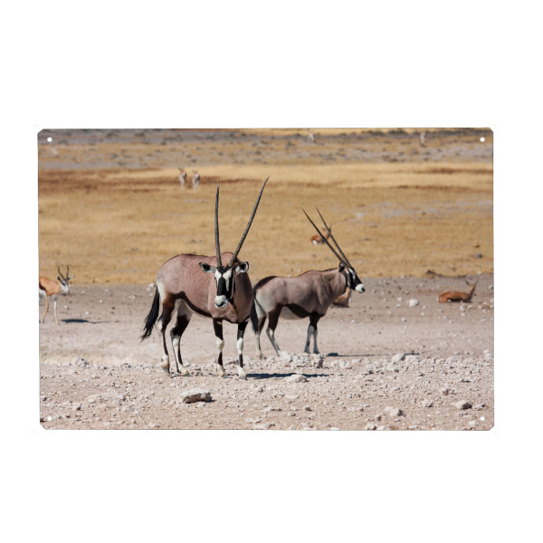 Holzbild "Oryx in Namibia" artboxONE - Tiere,Reise / Afrika