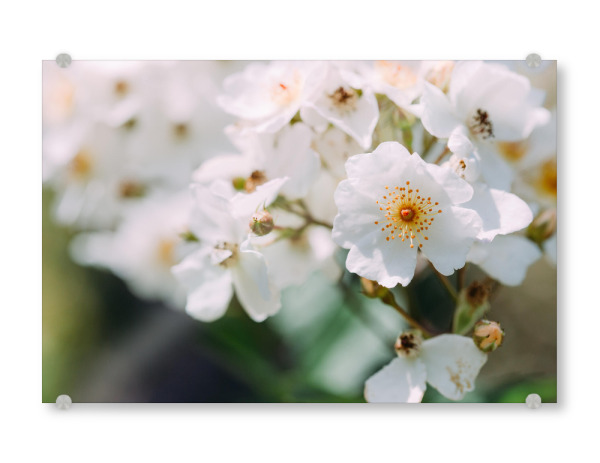Acrylglasbild "Nahaufnahme Kirschblüte" artboxONE - Natur,Floral