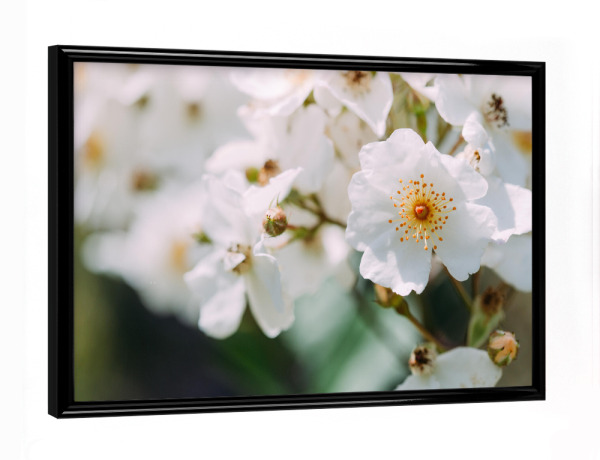 Poster mit schwarzem Rahmen "Nahaufnahme Kirschblüte" artboxONE - Natur,Floral