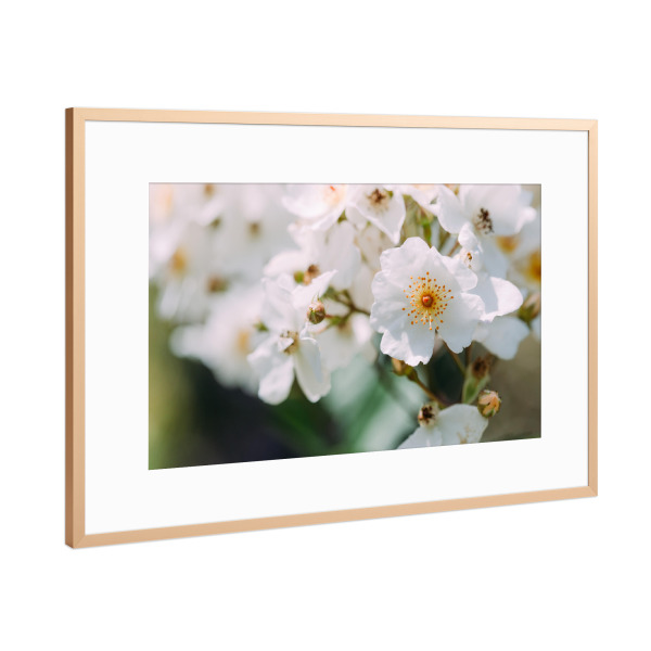 Poster mit Rahmen Kupfer "Nahaufnahme Kirschblüte" artboxONE - Natur,Floral