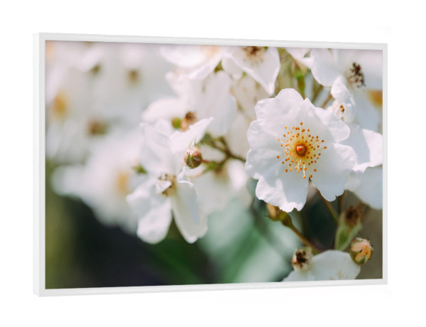 Poster mit weißem Rahmen "Nahaufnahme Kirschblüte" artboxONE - Natur,Floral