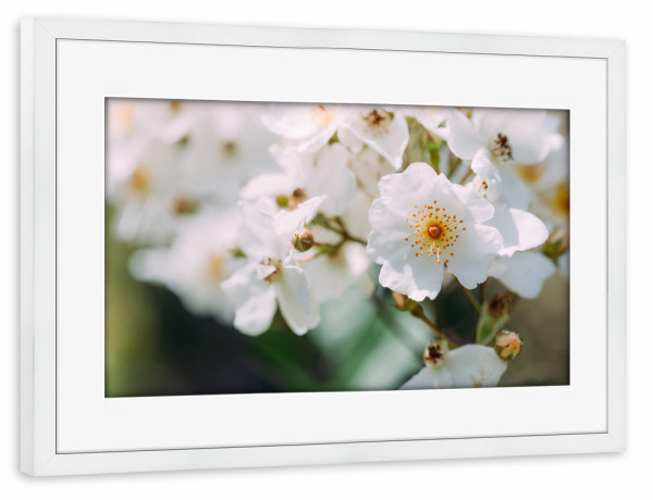 Poster mit Rahmen weiß "Nahaufnahme Kirschblüte" artboxONE - Natur,Floral