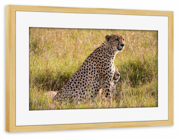 Poster mit Rahmen kiefer "Wilde Geparden" artboxONE - Natur,Tiere,Reise / Afrika