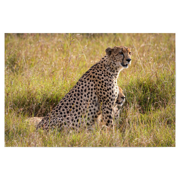 Poster 30x20 cm "Wilde Geparden" artboxONE - Natur,Tiere,Reise / Afrika