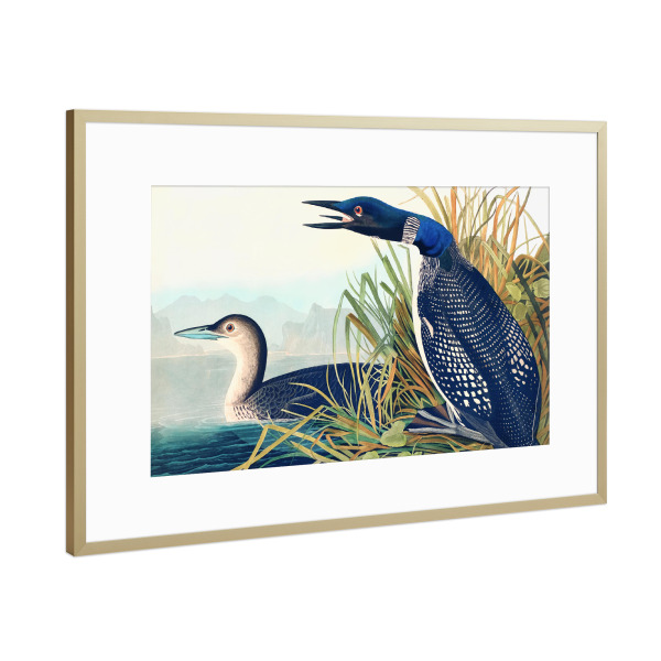 Poster mit Rahmen Gold "Großer nördlicher Tauchgang" artboxONE - Natur,Für Kinder,Tiere,Für Mama,Für Papa