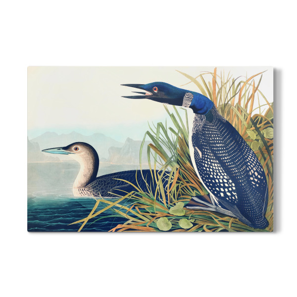 Galerie-Print "Großer nördlicher Tauchgang" 30x20 cm artboxONE