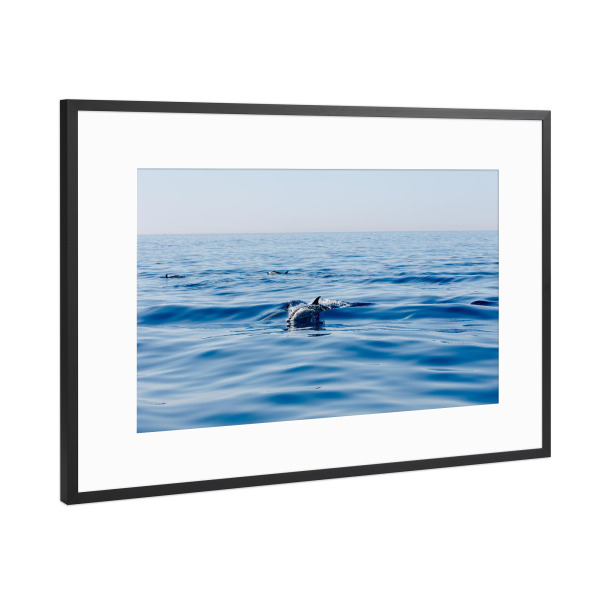 Poster mit Rahmen Schwarz (Metallic) "Delfine im Mittelmeer" artboxONE - Natur,Tiere