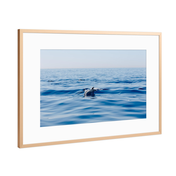 Poster mit Rahmen Kupfer "Delfine im Mittelmeer" artboxONE - Natur,Tiere