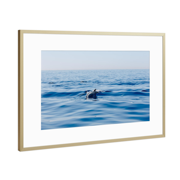 Poster mit Rahmen Gold "Delfine im Mittelmeer" artboxONE - Natur,Tiere - Delfin,Delfine,Mittelmeer,Meer,Schwimmen,Nizza,Frankreich,Wellen,Tiere,Natur