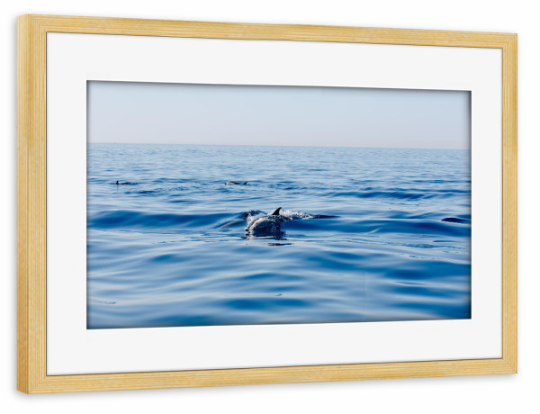Poster mit Rahmen kiefer "Delfine im Mittelmeer" artboxONE - Natur,Tiere