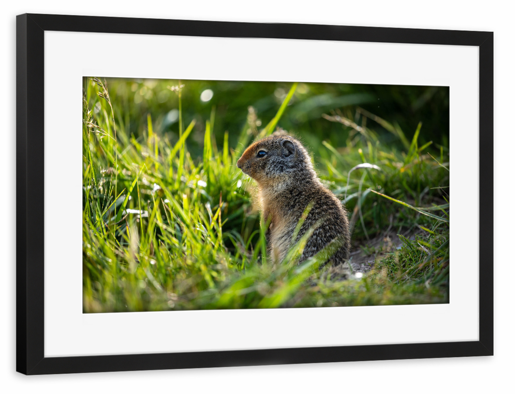 Poster mit Rahmen schwarz "Ein Arktisches Erdhörnchen" artboxONE - Natur,Tiere