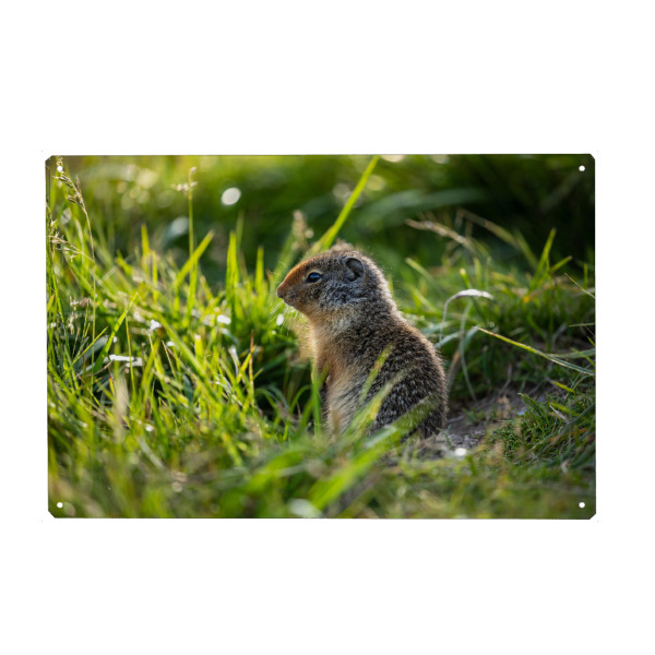 Metall Poster "Ein Arktisches Erdhörnchen" artboxONE - Natur,Tiere