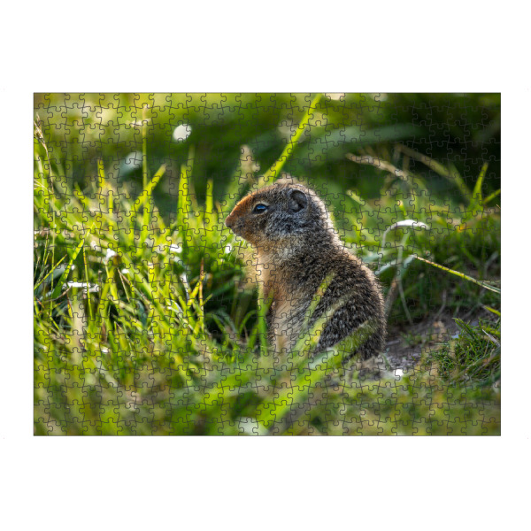 Puzzle Ravensburger "Ein Arktisches Erdhörnchen" artboxONE - Natur,Tiere