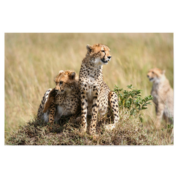 Poster "Geparden in der Savanne Afrikas" artboxONE - Tiere,Reise / Afrika