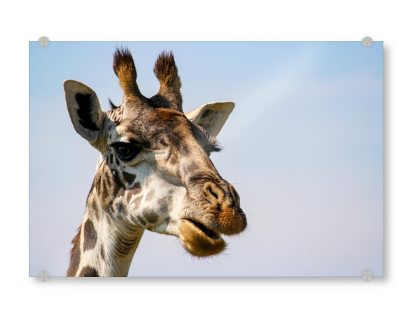 Acrylglasbild "Giraffen Porträt" artboxONE - Tiere,Reise / Afrika