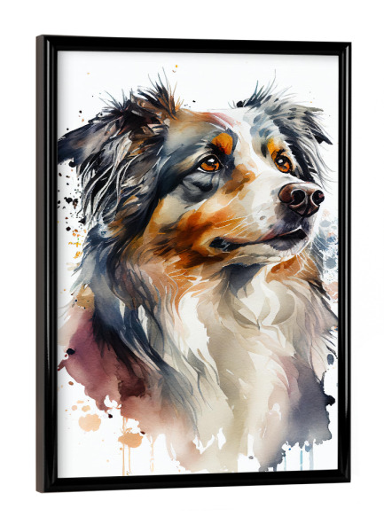 Poster mit schwarzem Rahmen "Australian Shepherd Aquarell" artboxONE - Tiere