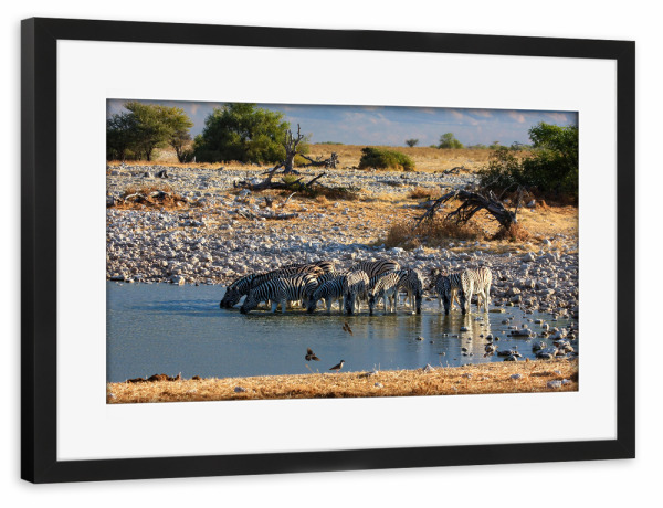 Poster mit Rahmen schwarz "Zebras in der Savanne" artboxONE - Floral,Tiere,Reise / Afrika