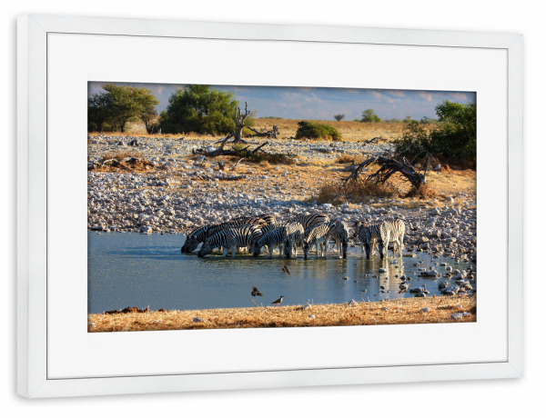 Poster mit Rahmen weiß "Zebras in der Savanne" artboxONE - Floral,Tiere,Reise / Afrika