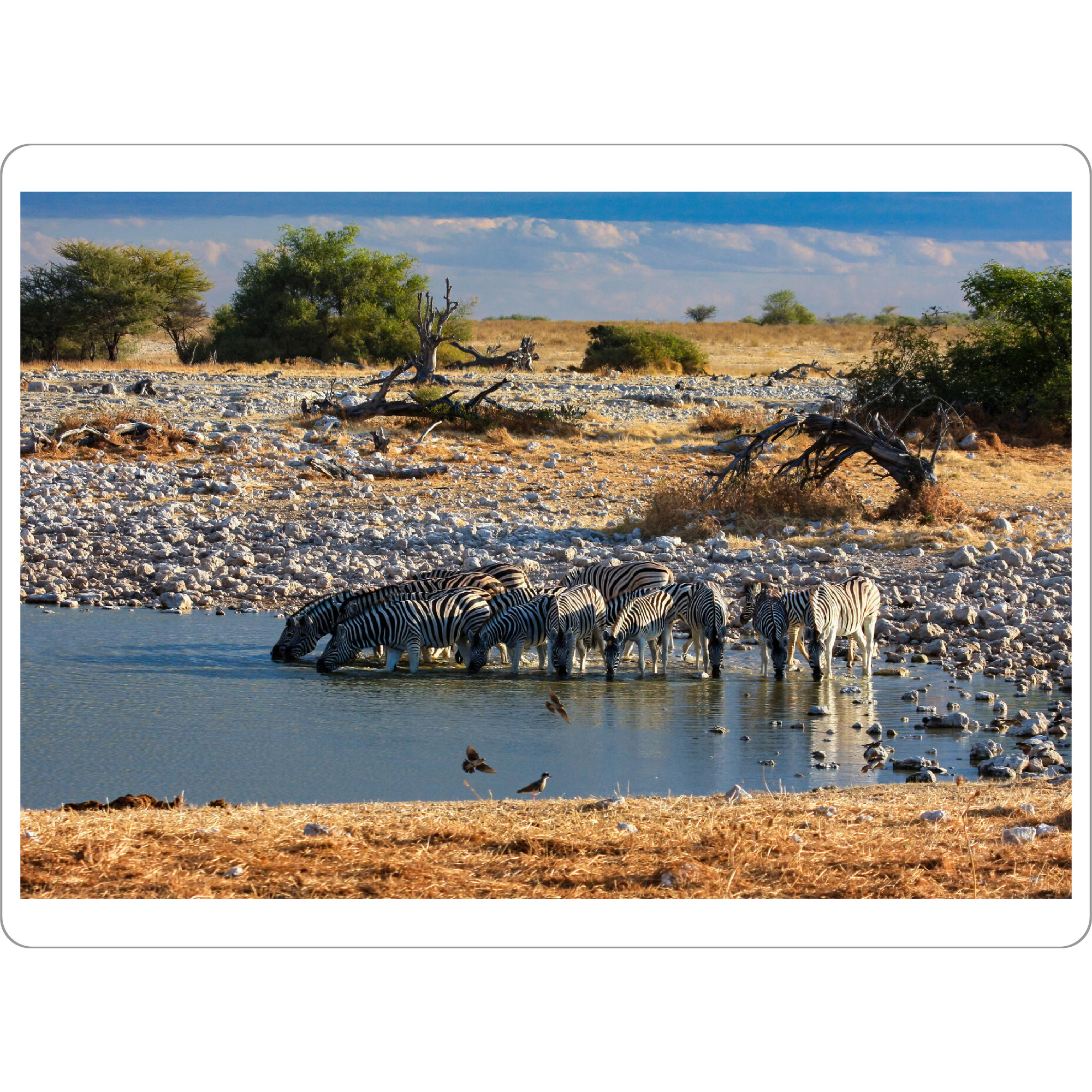 Tischset "Zebras in der Savanne" artboxONE - Floral,Tiere,Reise / Afrika - Zebra,Afrika,Namibia,Wildlife,Wildtiere,Savanne,Safari,Südafrika
