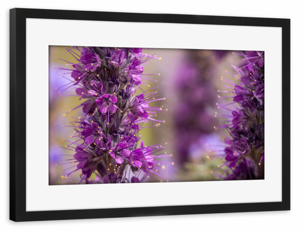 Poster mit Rahmen schwarz "Natternkopf Blüte in den Rockies" artboxONE - Natur,Floral