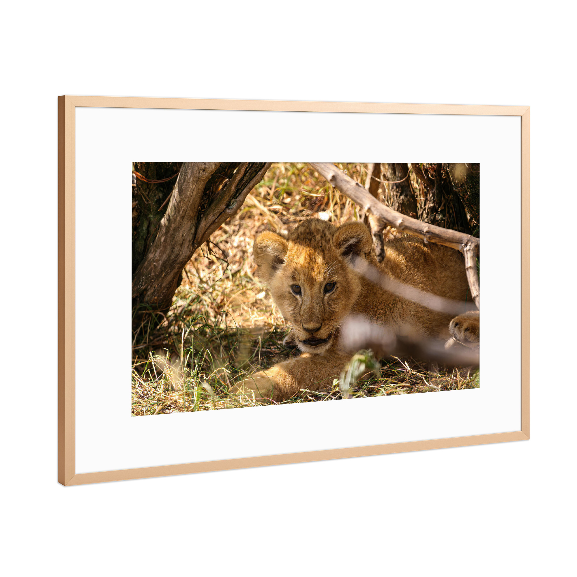 Poster mit Rahmen Kupfer "Baby Löwe" artboxONE - Tiere,Reise / Afrika - Löwe,Afrika,Löwen,Safari,Raubkatze,Raubtier,Savanne,Masai mara,Serengeti