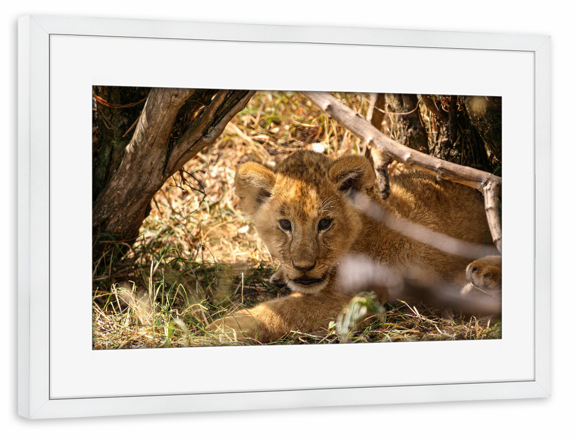 Poster mit Rahmen weiß "Baby Löwe" artboxONE - Tiere,Reise / Afrika - Löwe,Afrika,Löwen,Safari,Raubkatze,Raubtier,Savanne,Masai mara,Serengeti