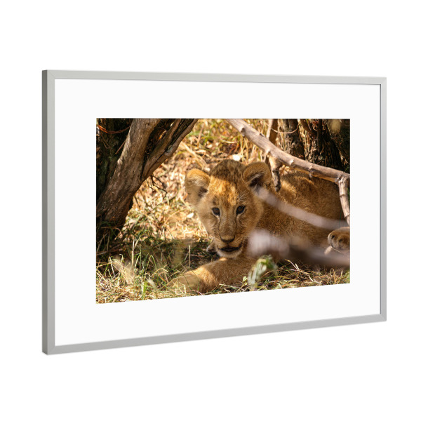 Poster mit Rahmen Silber "Baby Löwe" artboxONE - Tiere,Reise / Afrika - Löwe,Afrika,Löwen,Safari,Raubkatze,Raubtier,Savanne,Masai mara,Serengeti