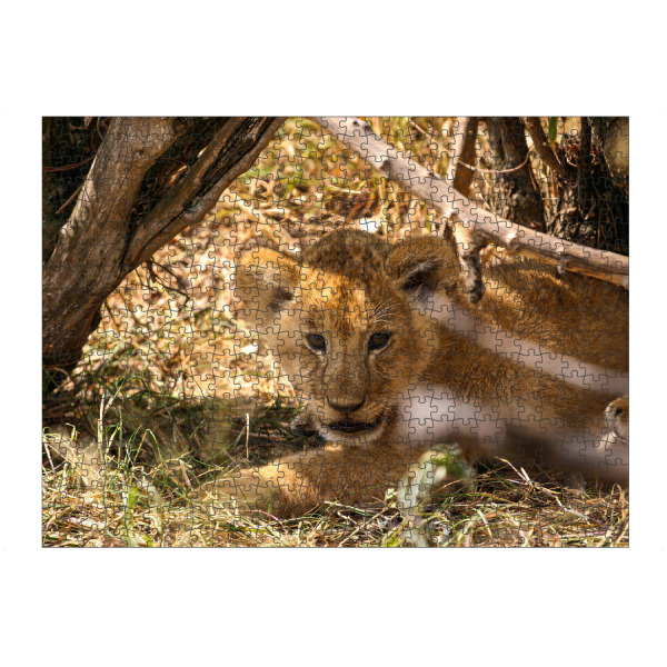 Puzzle Ravensburger "Baby Löwe" artboxONE - Tiere,Reise / Afrika - Löwe,Afrika,Löwen,Safari,Raubkatze,Raubtier,Savanne,Masai mara,Serengeti