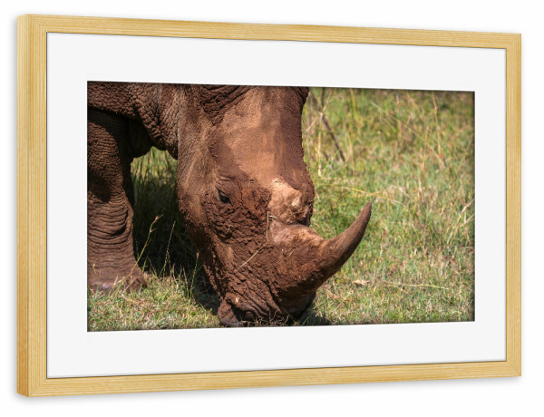 Poster mit Rahmen kiefer "Wildes Nashorn in Kenia" artboxONE - Tiere,Reise / Afrika