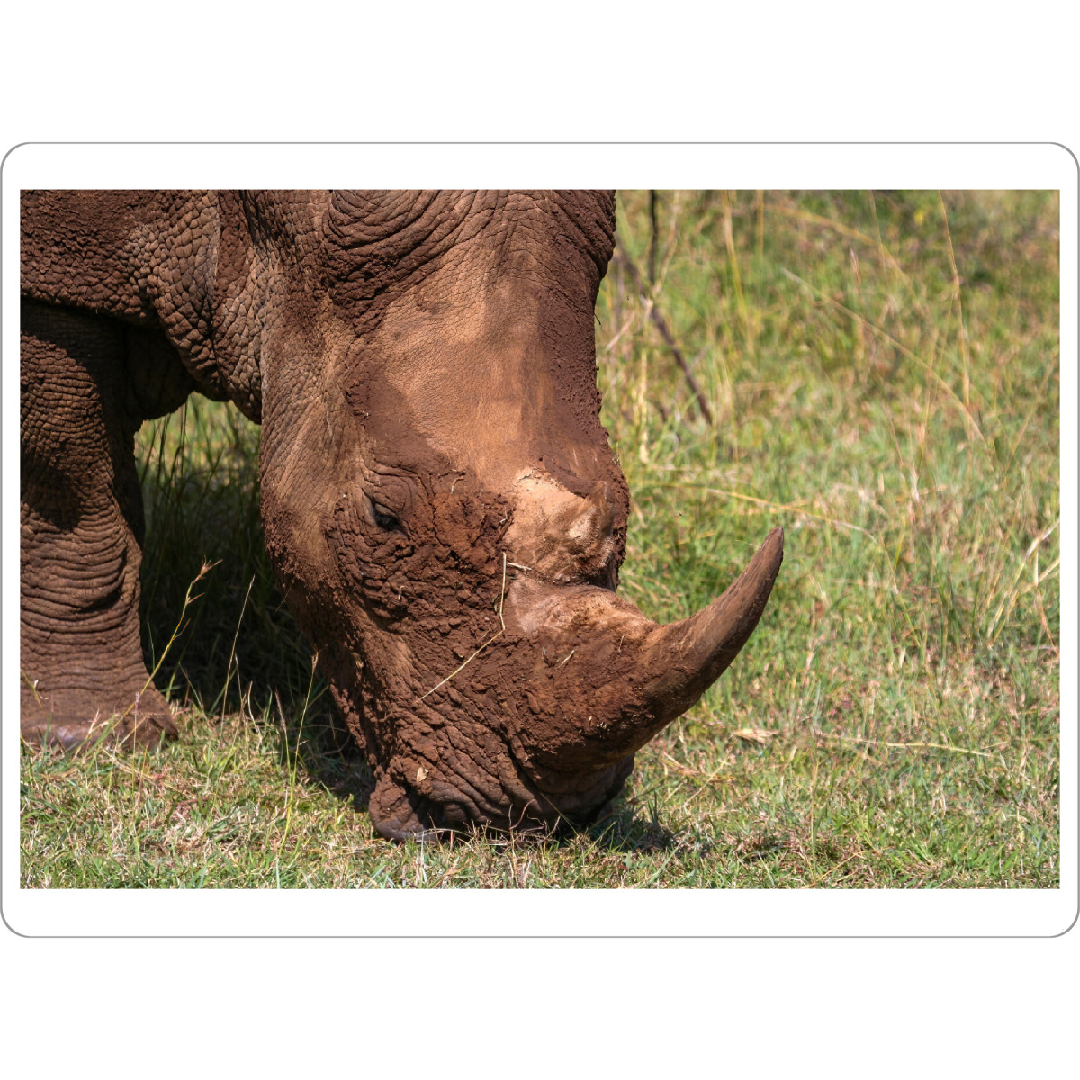 Tischset "Wildes Nashorn in Kenia" artboxONE - Tiere,Reise / Afrika - Nashorn,Afrika,Wildlife,Horn,Wildtiere,Savanne,Safari,Kenia,Ostafrika,Masai mara