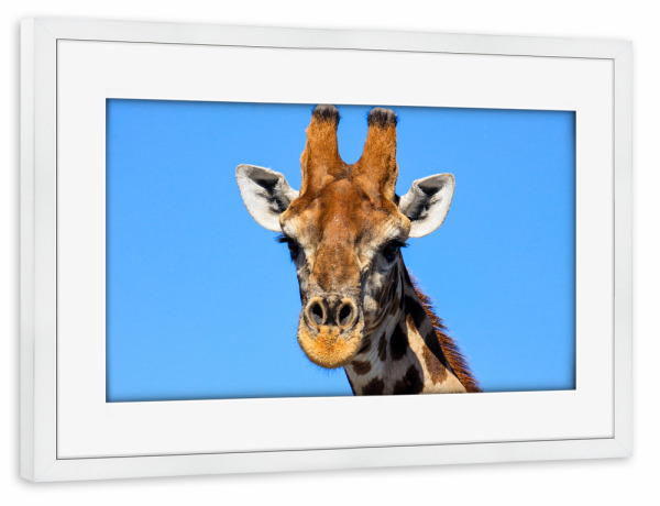 Poster mit Rahmen weiß "Giraffe im Porträt" artboxONE - Tiere,Reise / Afrika