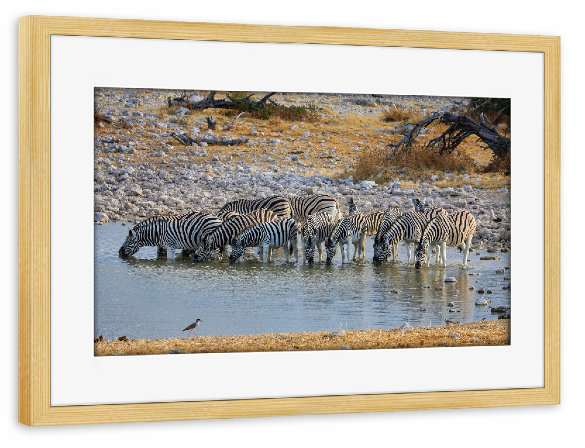 Poster mit Rahmen kiefer "Zebras beim trinken" artboxONE - Tiere,Reise / Afrika - Zebra,Afrika,Namibia,Wildlife,Wildtiere,Savanne,Safari,Südafrika
