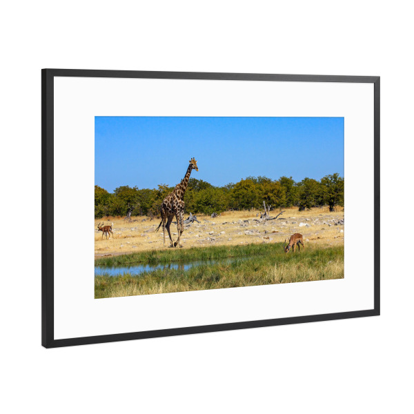 Poster mit Rahmen Schwarz (Metallic) "Giraffes in Namibia" artboxONE - Tiere,Reise / Afrika