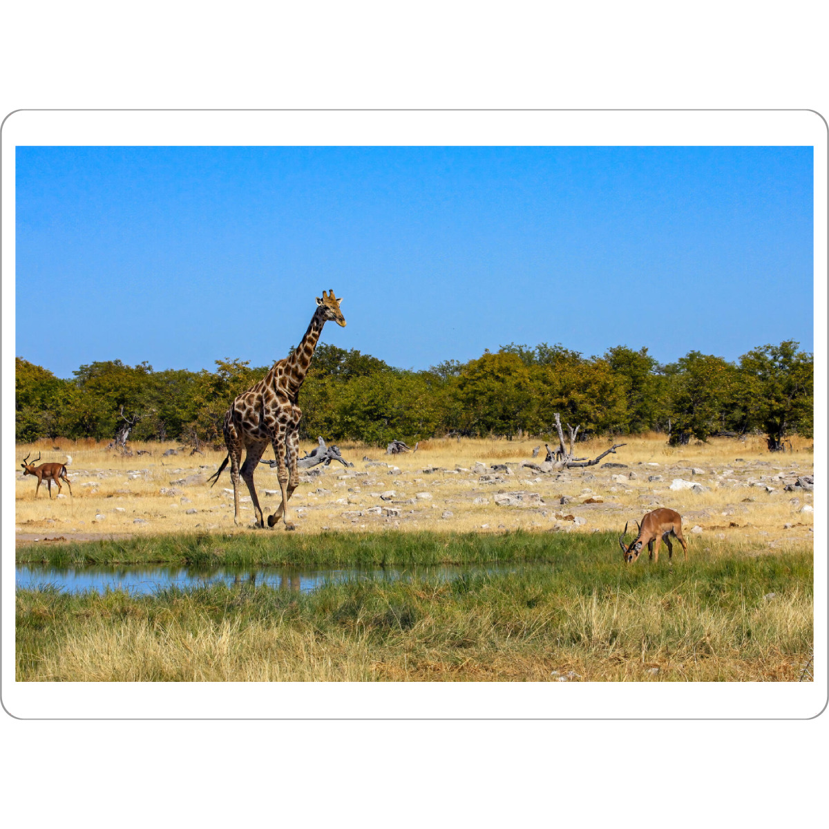 Tischset "Giraffes in Namibia" artboxONE - Tiere,Reise / Afrika