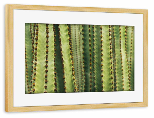 Poster mit Rahmen kiefer "Alles Kaktus - Gemälde-Look" artboxONE - Natur,Reise,Floral,Buchstaben / G,Buchstaben / K