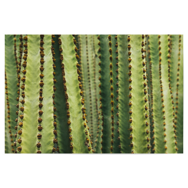 Poster 30x20 cm "Alles Kaktus - Gemälde-Look" artboxONE - Natur,Reise,Floral,Buchstaben / G,Buchstaben / K