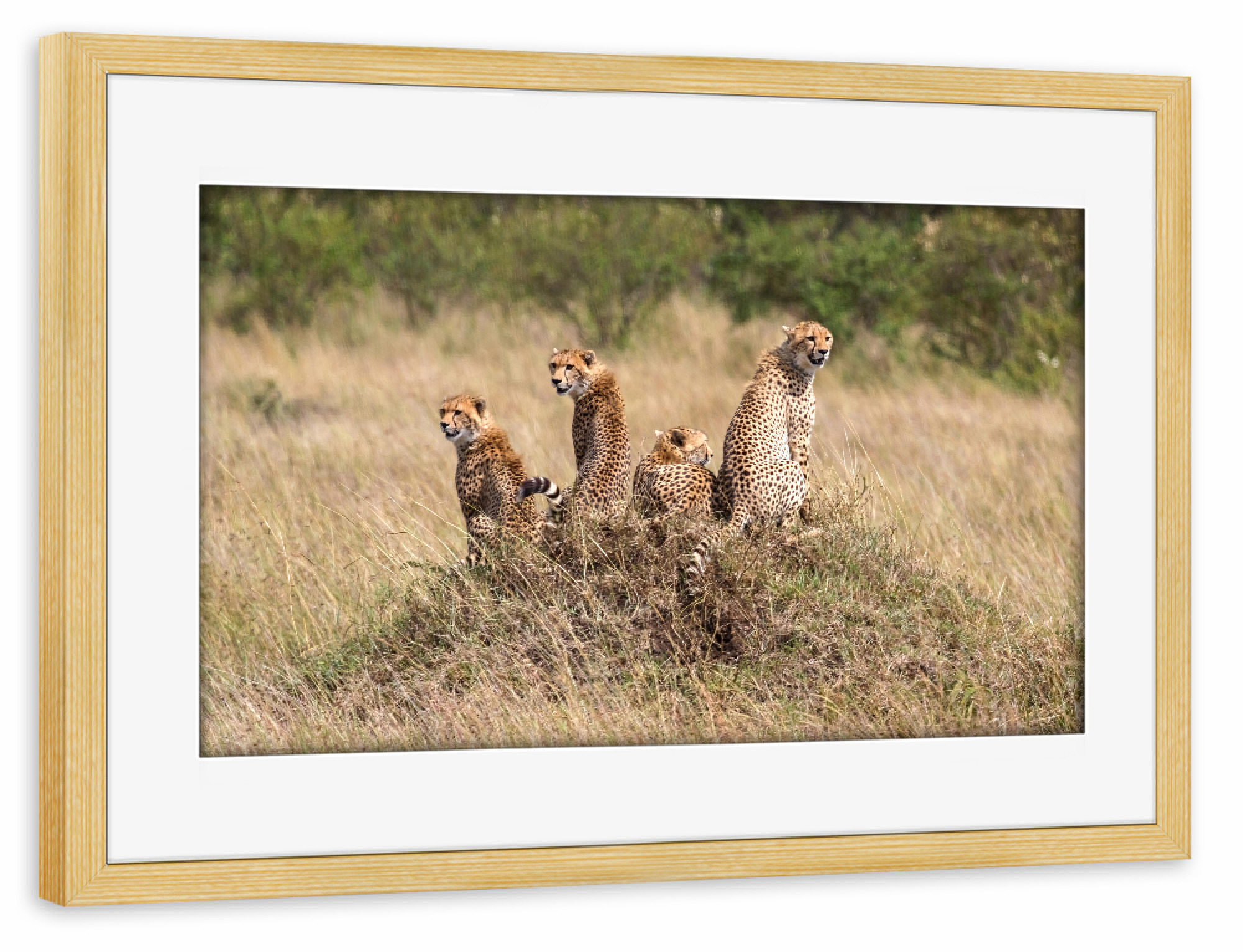 Poster mit Rahmen kiefer "Geparden in der Masai Mara" artboxONE - Tiere,Reise / Afrika