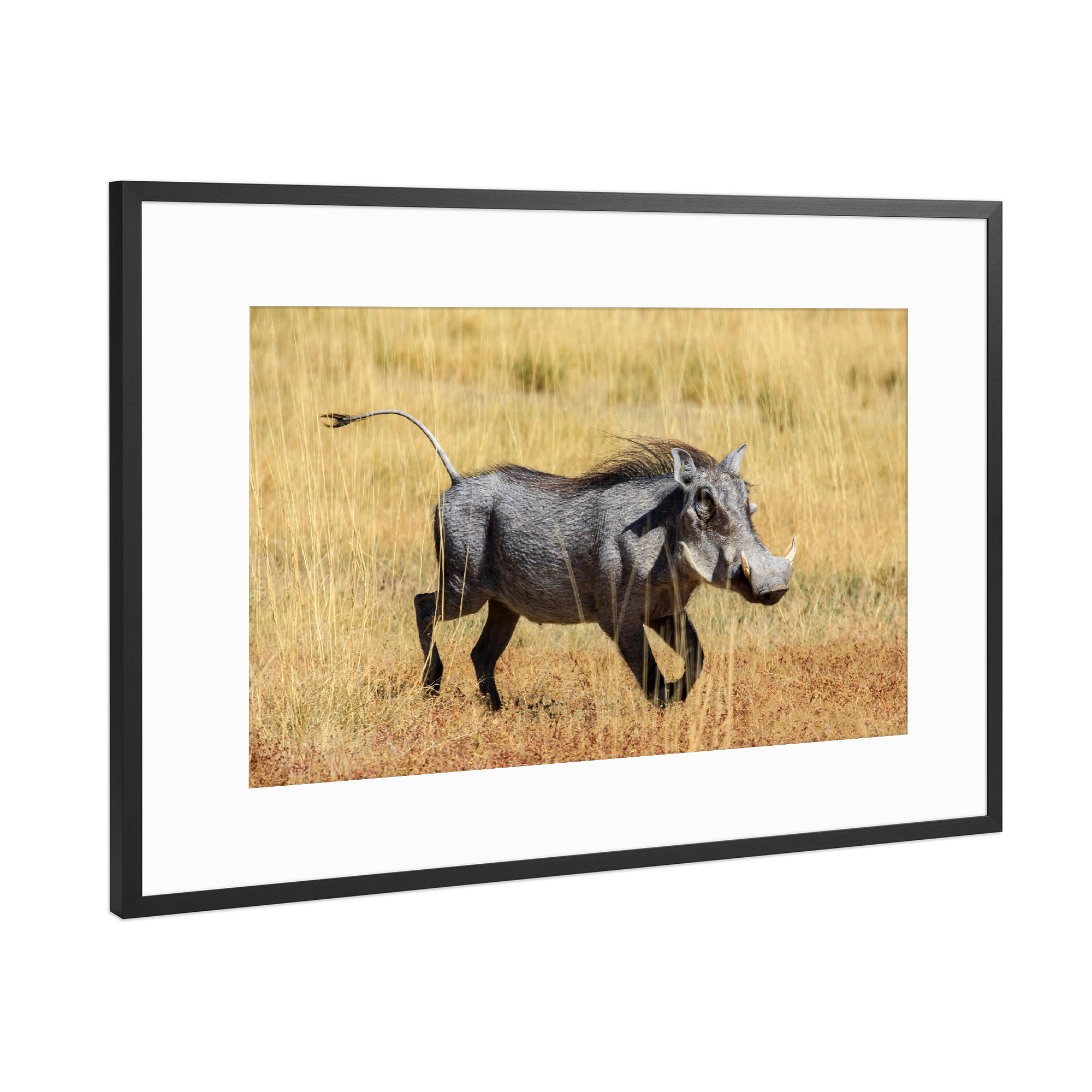 Poster mit Rahmen Schwarz (Metallic) "Warzenschwein in der Savanne" artboxONE - Tiere,Reise / Afrika
