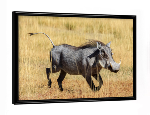 Poster mit schwarzem Rahmen "Warzenschwein in der Savanne" artboxONE - Tiere,Reise / Afrika