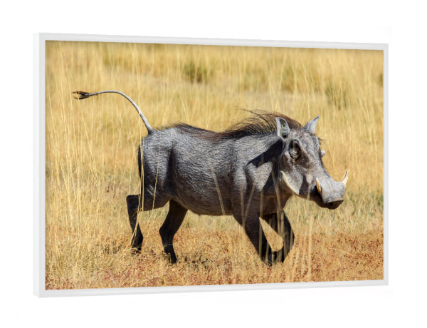 Poster mit weißem Rahmen "Warzenschwein in der Savanne" artboxONE - Tiere,Reise / Afrika