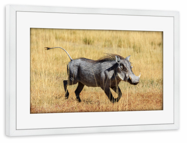 Poster mit Rahmen weiß "Warzenschwein in der Savanne" artboxONE - Tiere,Reise / Afrika