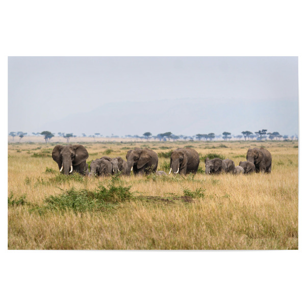 Poster 30x20 cm "Elefanten in Afrika" artboxONE - Tiere,Reise / Afrika