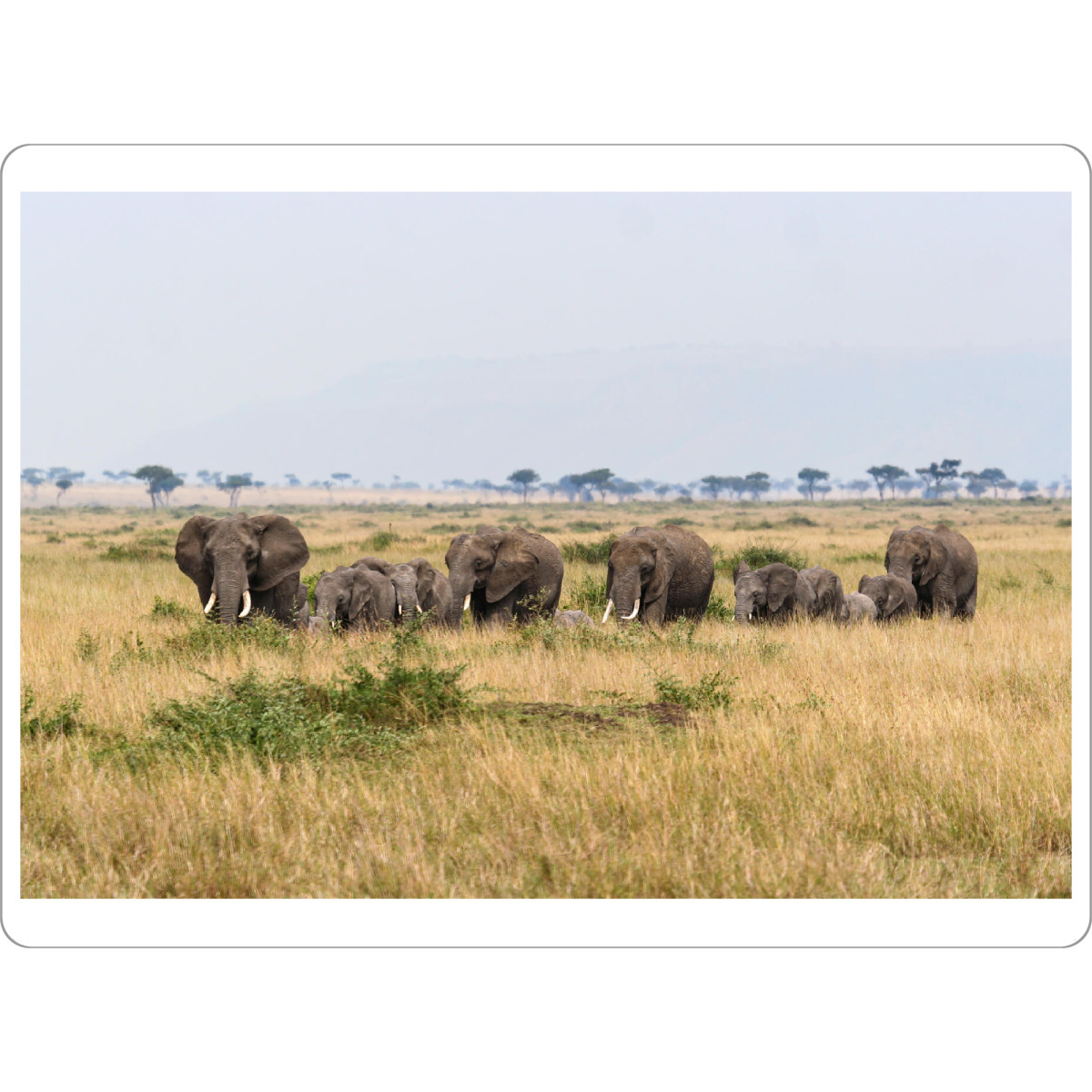 Tischset "Elefanten in Afrika" artboxONE - Tiere,Reise / Afrika