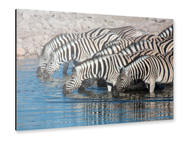 Alu-Dibond "Zebras am Wasserloch in Namibia" 30x20 cm artboxONE