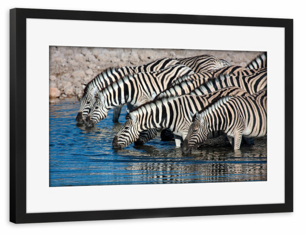 Poster mit Rahmen schwarz "Zebras am Wasserloch in Namibia" artboxONE - Tiere,Reise / Afrika